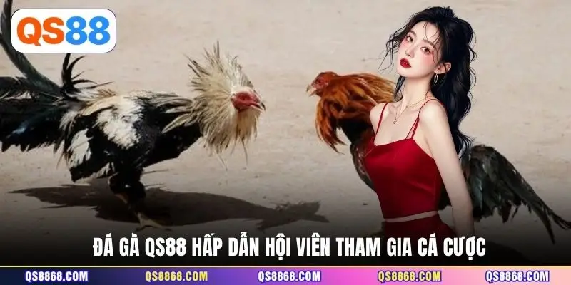 Đá gà QS88 hấp dẫn hội viên tham gia cá cược