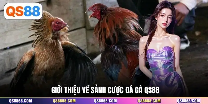 Giới thiệu về sảnh cược đá gà QS88