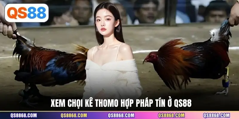 Xem chọi kê Thomo hợp pháp ở QS88